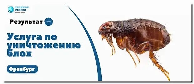 обработка от блох в Оренбурге