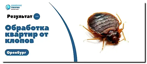 обработка квартиры от клопов в Оренбурге