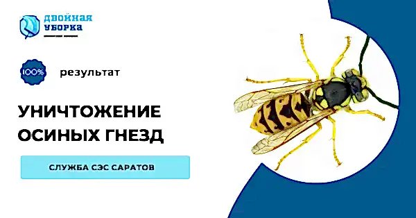 уничтожение осиных гнезд Алматы