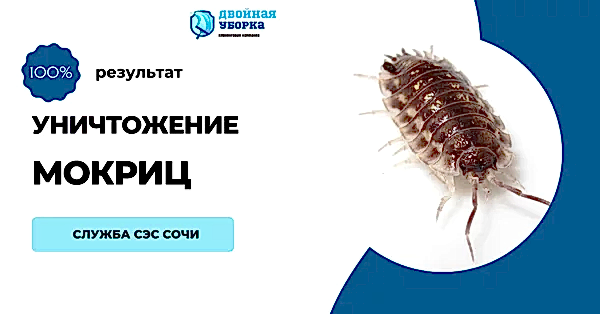 Услуги клининговой компании