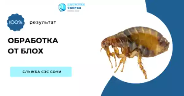 Услуги клининговой компании