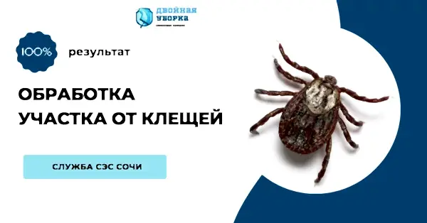 Услуги клининговой компании