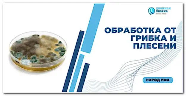 обработка от плесени и грибка в Астане