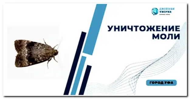 уничтожение моли в Астане