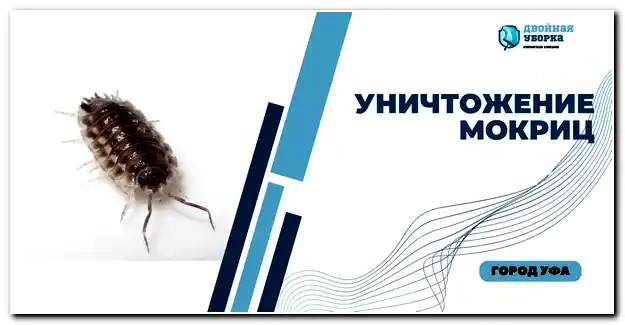 уничтожение мокриц в Астане