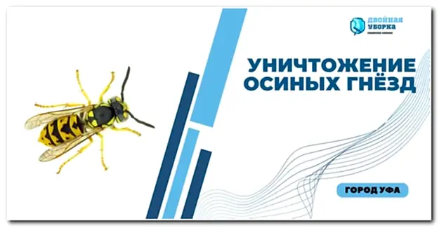 уничтожение осиных гнезд в Астане