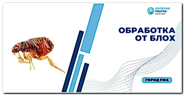 обработка от блох в Астане